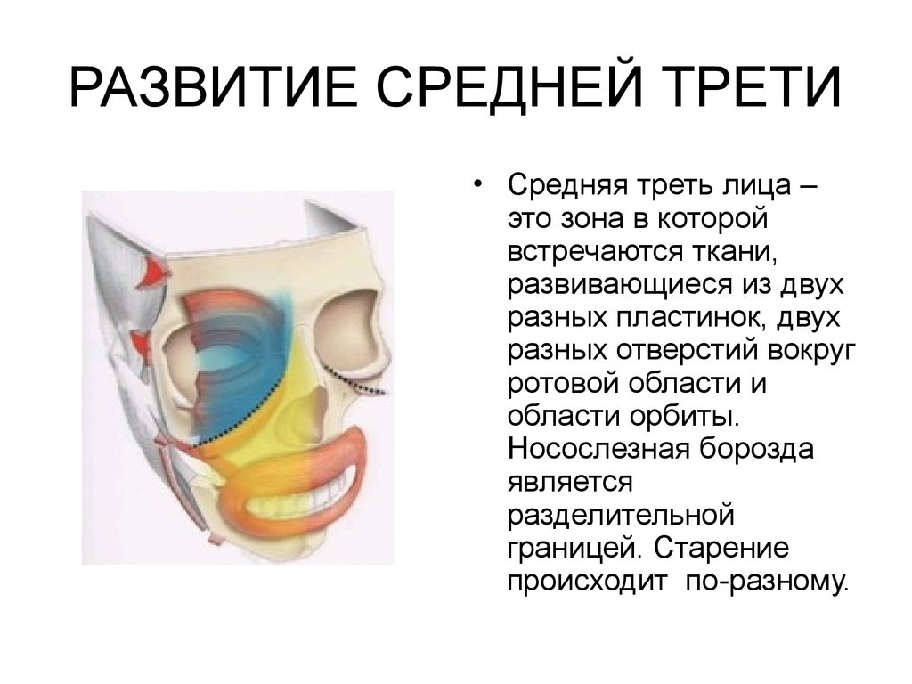 Средняя треть лица. Средняя треть лица этт. Средняя треть лица презентация. Средняя треть лица где это.