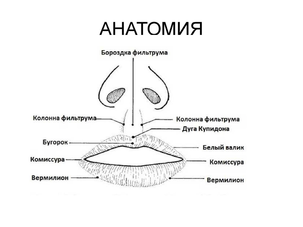 Верхний край губы. Строение губ человека анатомия. Фильтрум верхней губы анатомия. Губы строение Анатомическое.