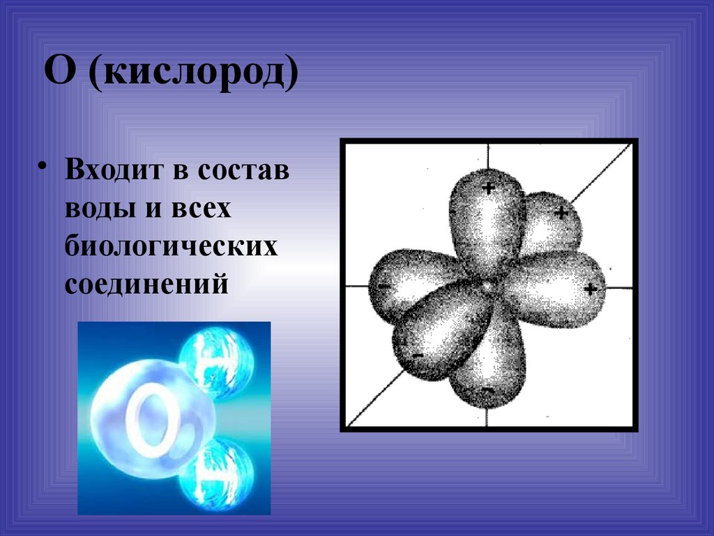 Кислород входит в состав. Входит в состав воды и всех биологических соединений. Кислород входит в состав воды. Что входит в состав кислорода. Что входит в кислород.