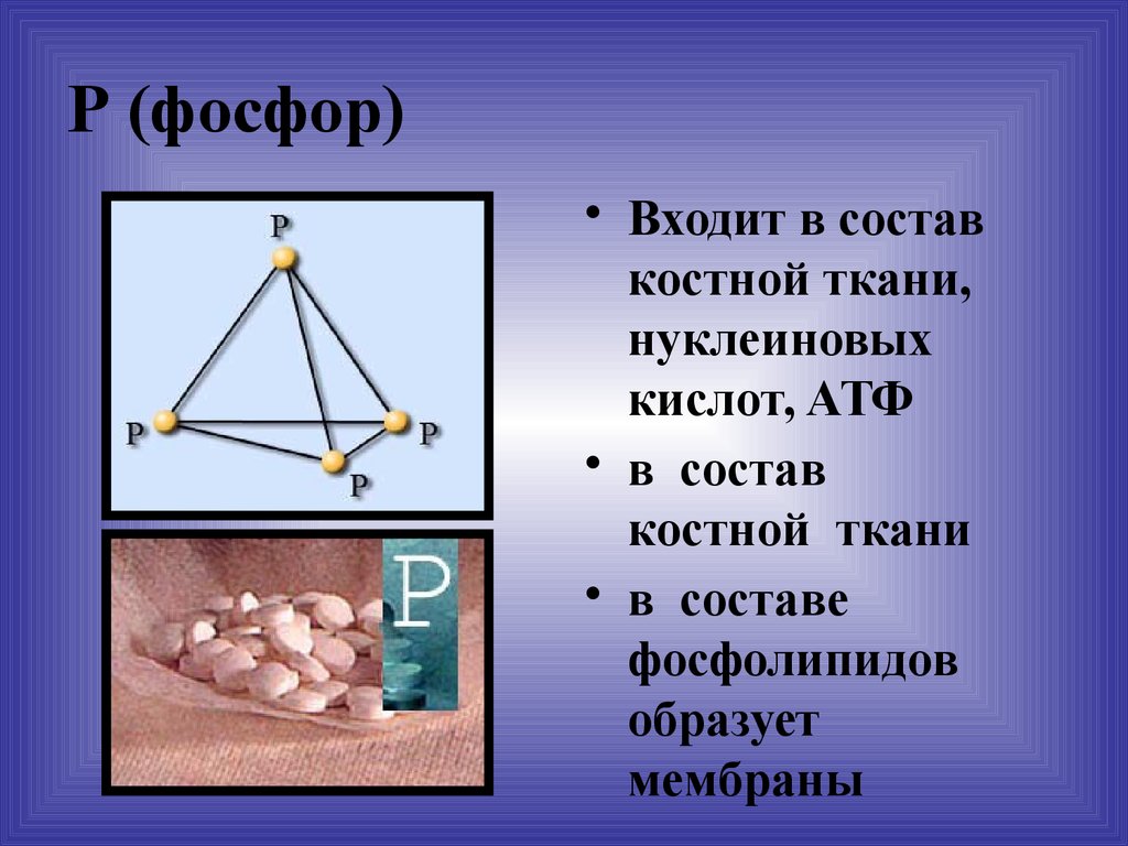 Фосфор входит в состав. Фосфор входит в состав нуклеиновых кислот. Что состоит в фосфоре. Фосфор входит в состав костной ткани в виде.