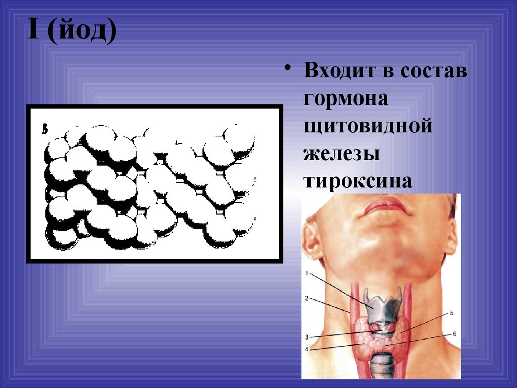 Щитовидная железа йод фтор. Йод входит в состав гормонов щитовидной железы. Йод входит в состав гормона тироксина. Что входит в состав тироксина гормона щитовидной железы. Йод входит в состав.