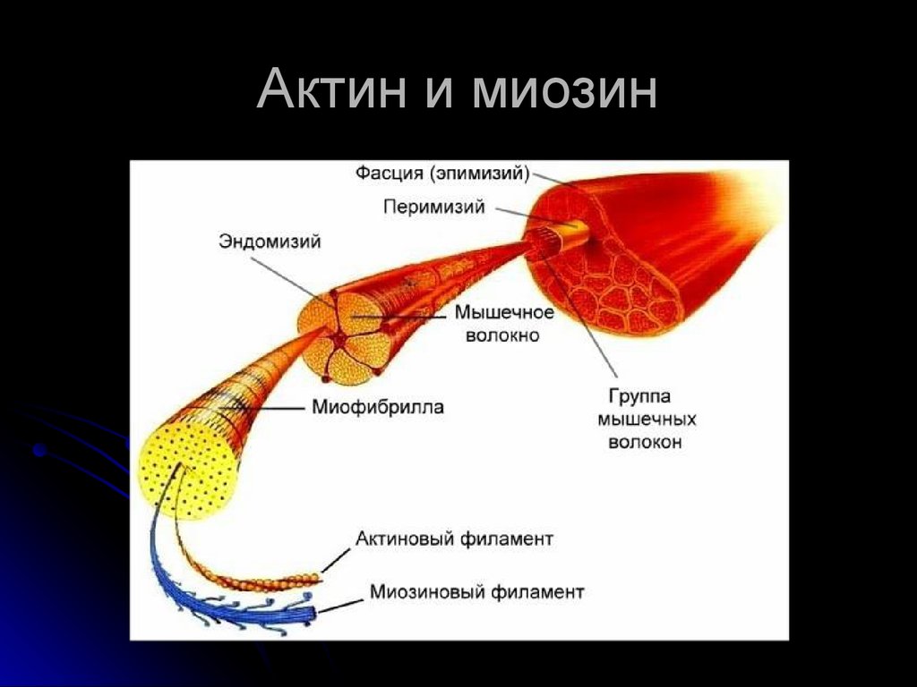 Актин ткань. Строение мышцы актин и миозин. Миозин в мышцах строение. Двигательные белки актин и миозин. Актин и миозин функция белка.