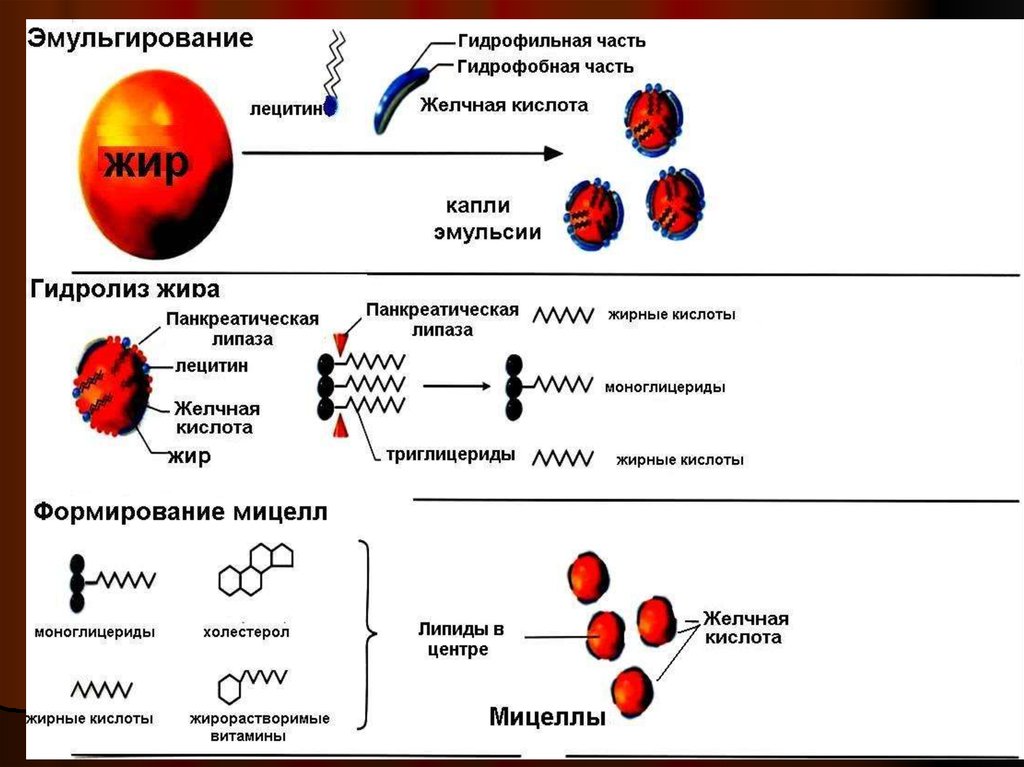 Образование эмульсии. Эмульгация жиров желчными кислотами. Схема эмульгирования капли жира желчными кислотами. Механизм эмульгирования жиров. Желчные кислоты эмульгируют жиры.