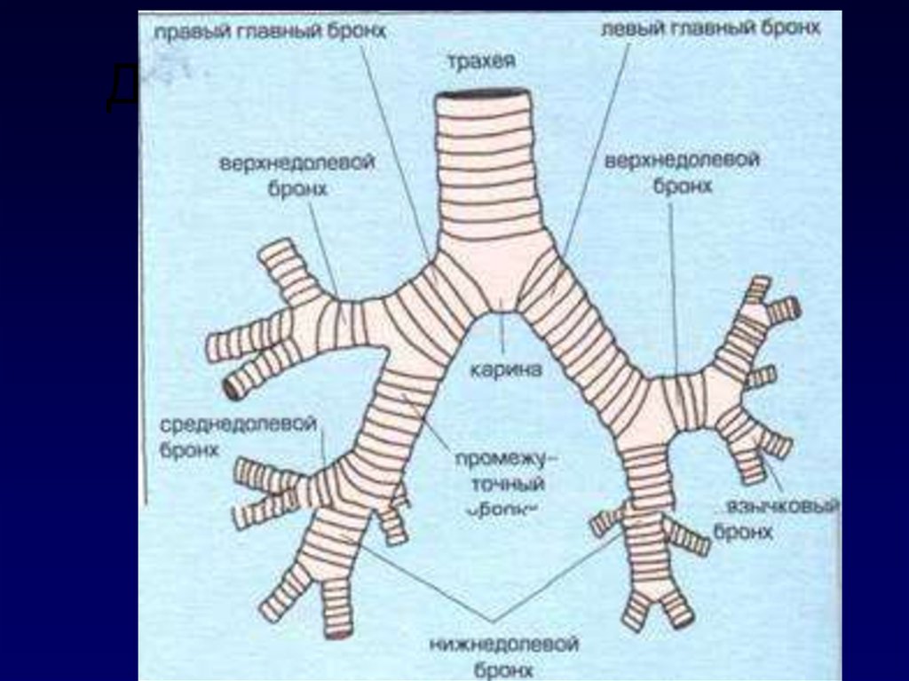 Бронхи схема кт