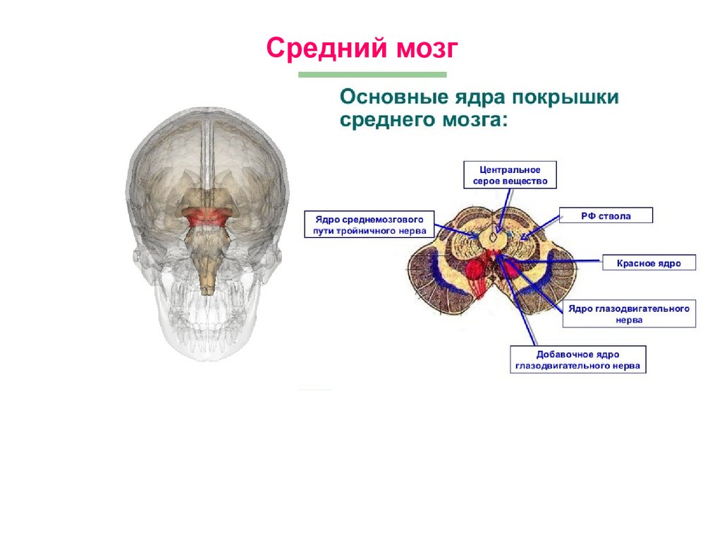Строение среднего мозга в головном мозге. Средний мозг строение. Основная структура среднего мозга. Отделы среднего мозга схема. Строение среднего мозга анатомия.