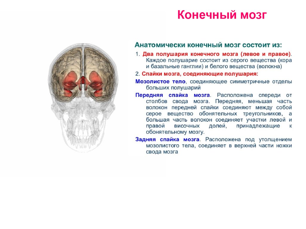 Отдел конечный. Анатомические структуры конечного мозга. Строение конечного мозга кратко. Конечный мозг строение и функции кратко. Конечный мозг строение.