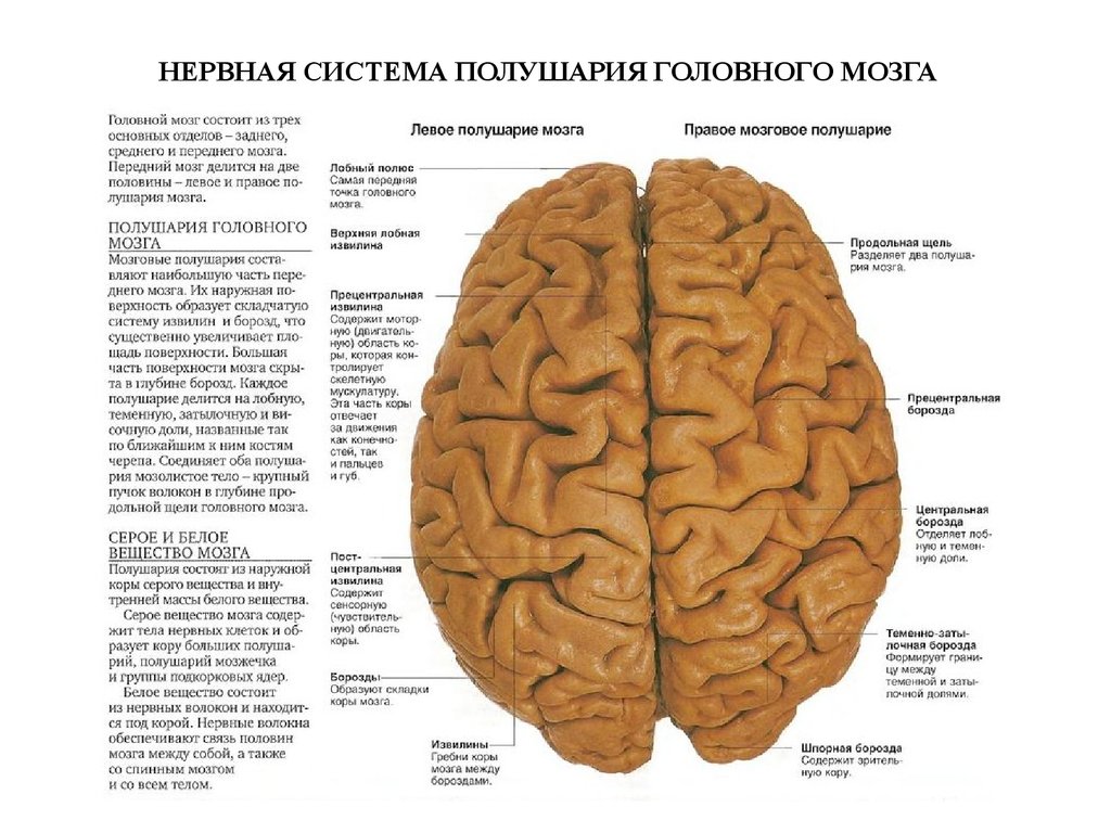 Нервные центры больших полушарий головного мозга. Лобные доли левое и правое полушарие. Большие полушария головного мозга доли.