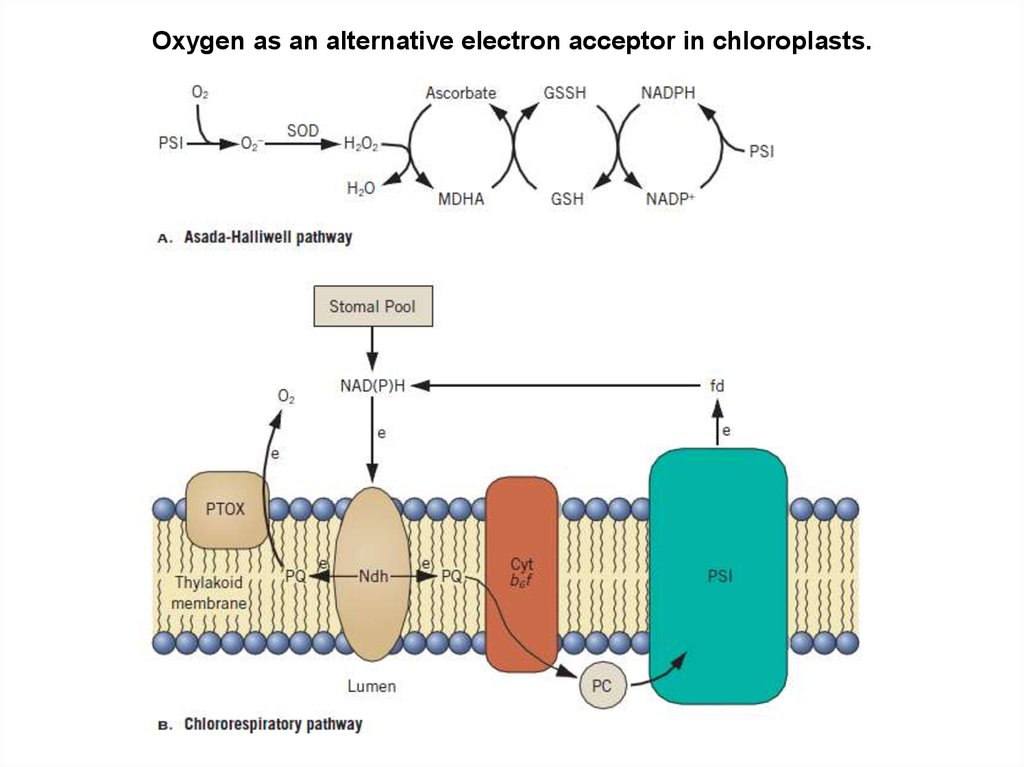 Акцептор. Photophosphorilation.