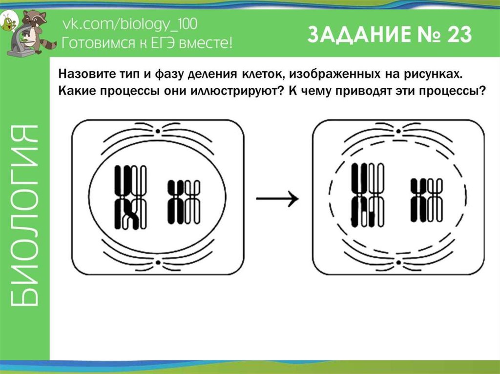 Какая фаза деления изображена на рисунке