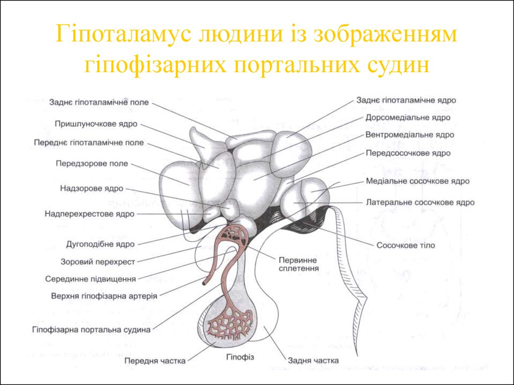 Гіпоталамус людини із зображенням гіпофізарних портальних судин