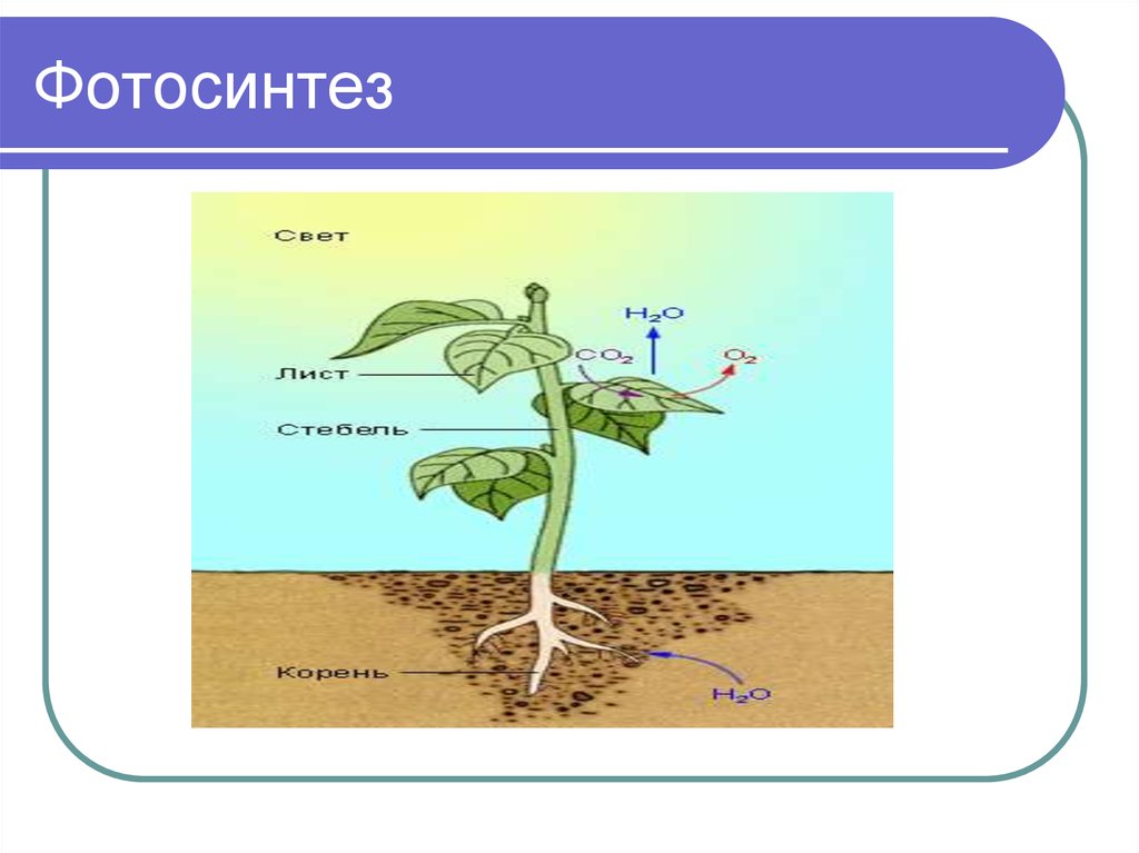 Происходит в корнях растения фотосинтез. Фотосинтез. Процесс фотосинтеза рисунок. Процесс фотосинтеза 6 класс. Схема фотосинтеза у растений.