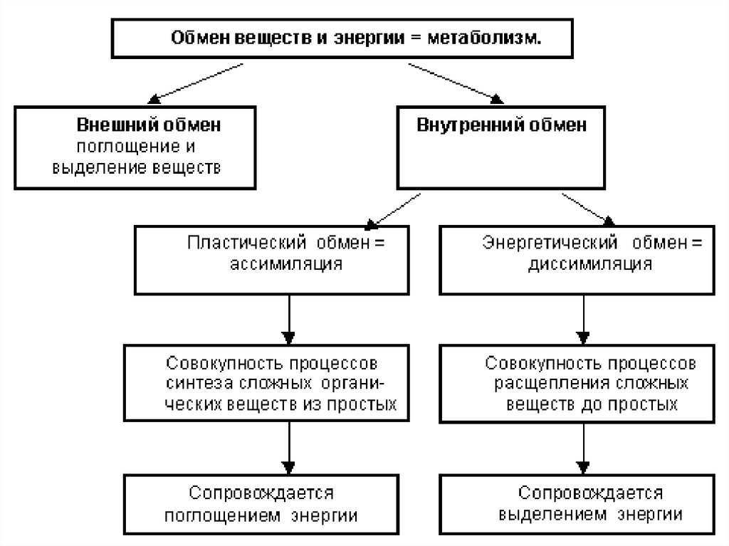 Виды обмена энергии. Обмен веществ энергетический и пластический схема. Схема обмен веществ и энергии пластический и энергетический обмен. Схема обмена веществ в клетке энергетический и пластический. Схема обмен веществ и энергии в клетке - метаболизм.