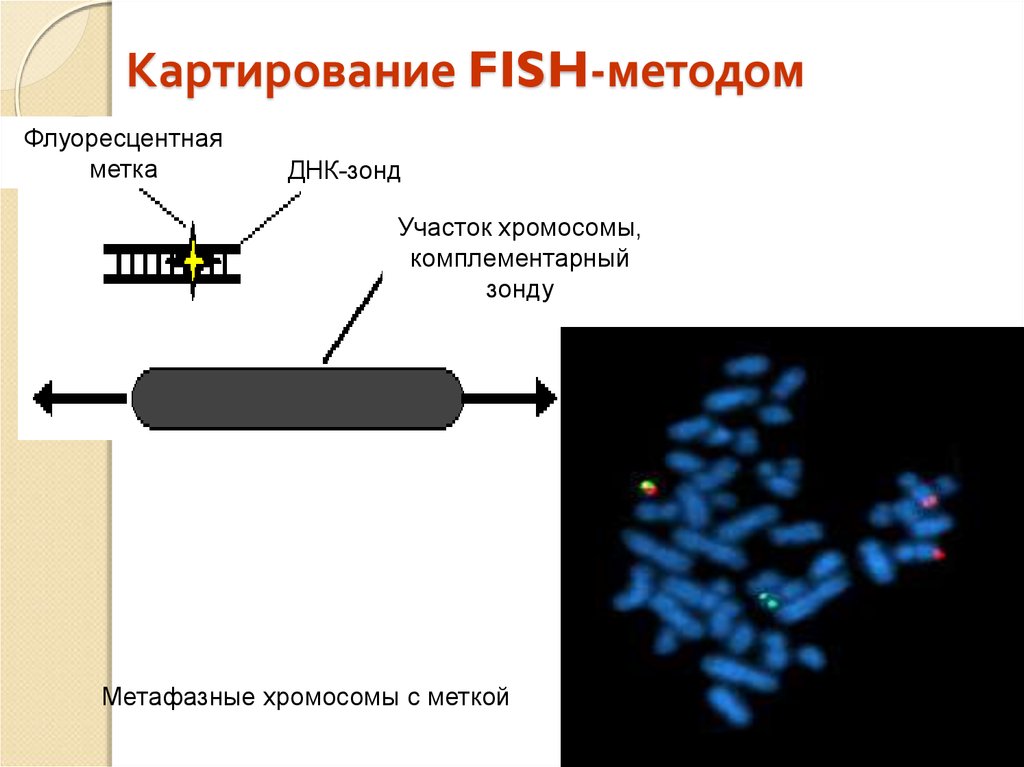 Презентация картирование хромосом