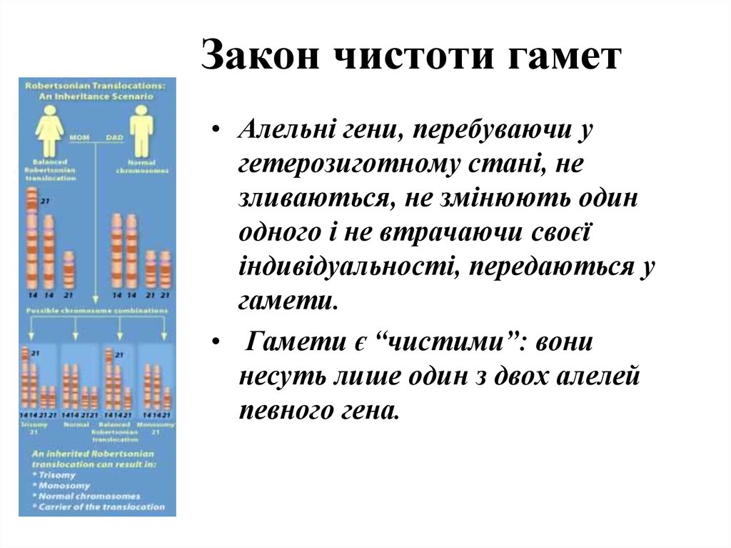 Закон частот. Закон чистых гамет. Закон частоты гамет в генетике. Закон чистоты гамет пример. Закон частоты гамет.