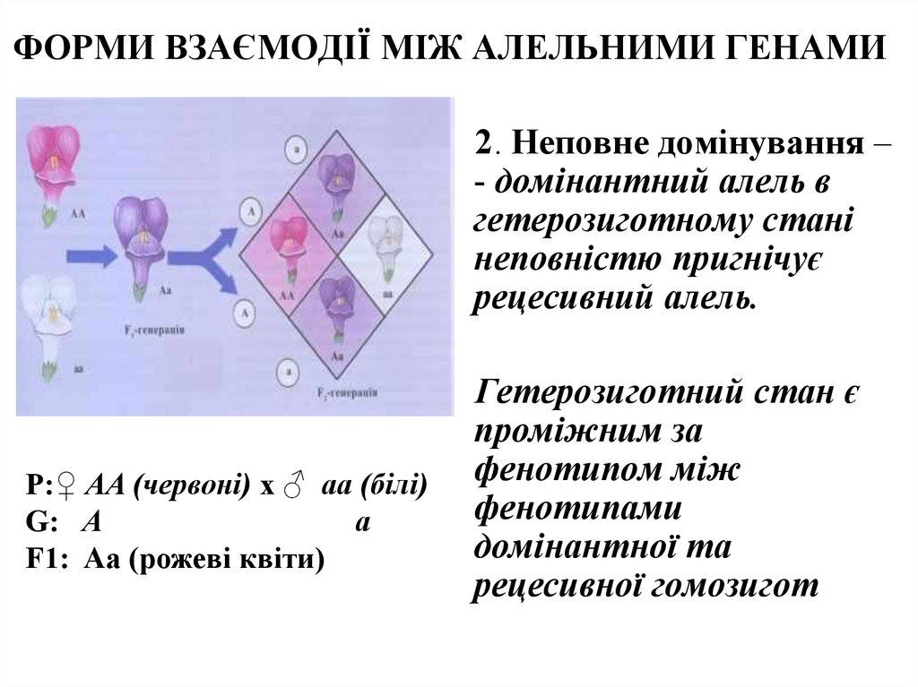 Алель это. (Неповне зброджування.