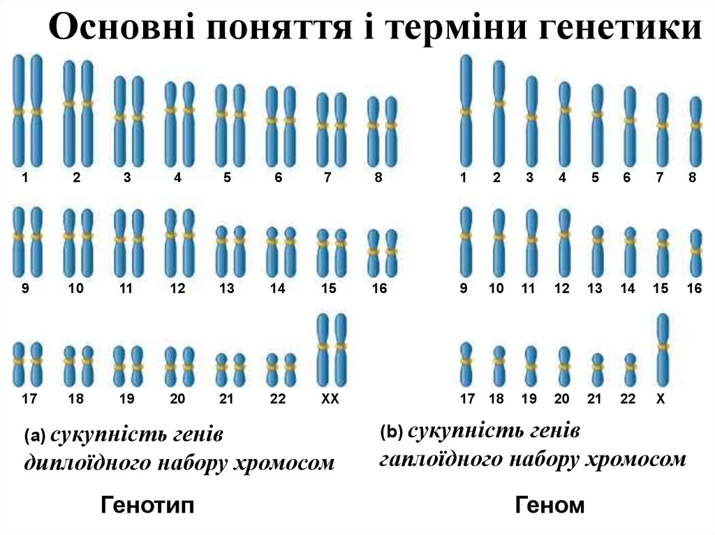 Набор хромосом клетки называют. Гаплоидный и диплоидный набор хромосом. Гаплоидный кариотип человека. Хромосомный набор диплоидных и гаплоидных. Кариотип человека диплоидный набор хромосом.