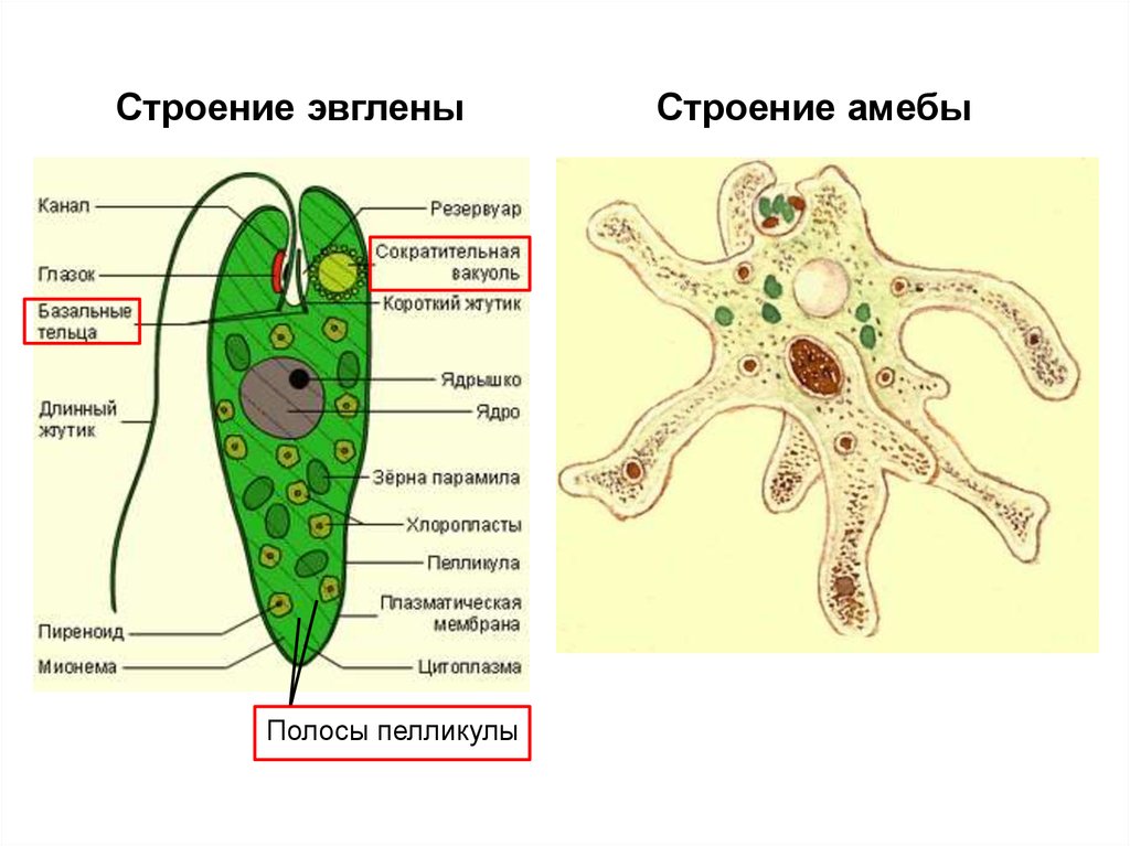 Тело простейших. Строение амебы и эвглены. Амёба эвглена. Одноклеточное животное эукариот. Строение одноклеточных эукариот.