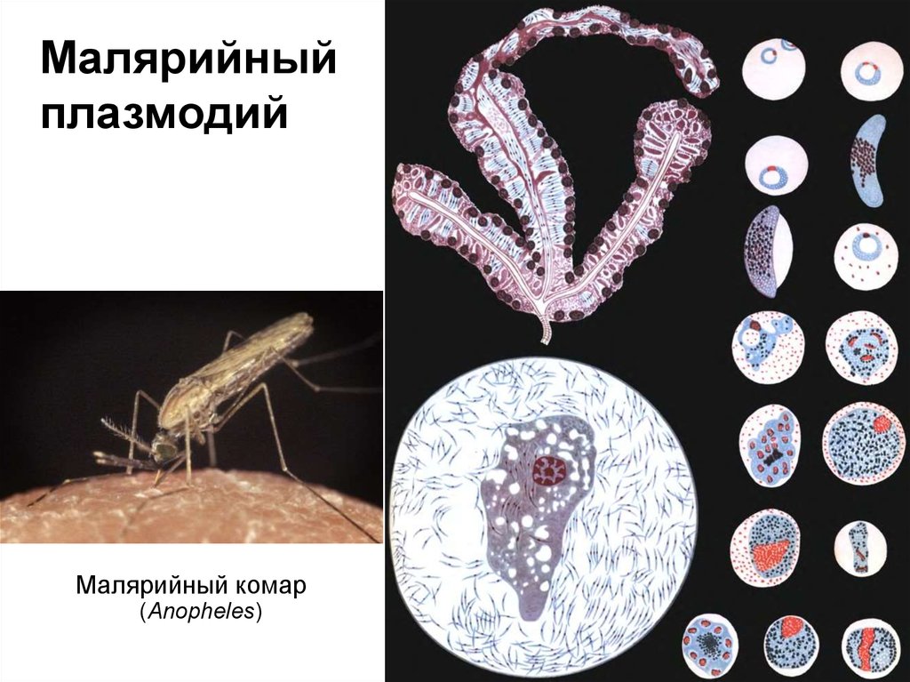 Паразитические организмы группа. Одноклеточные эукариоты. Малярийный плазмодий это одноклеточный организм. Самый крупный одноклеточный паразит человека. Одноклеточные животные паразиты.