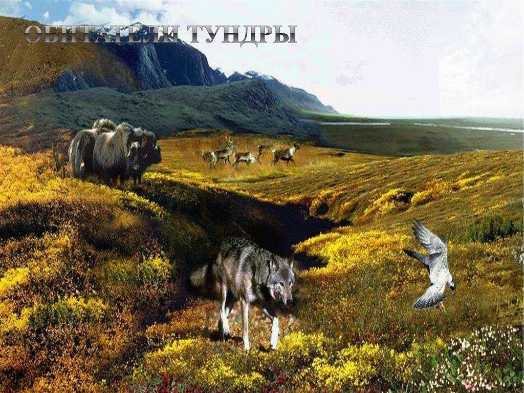Обитатели тундры