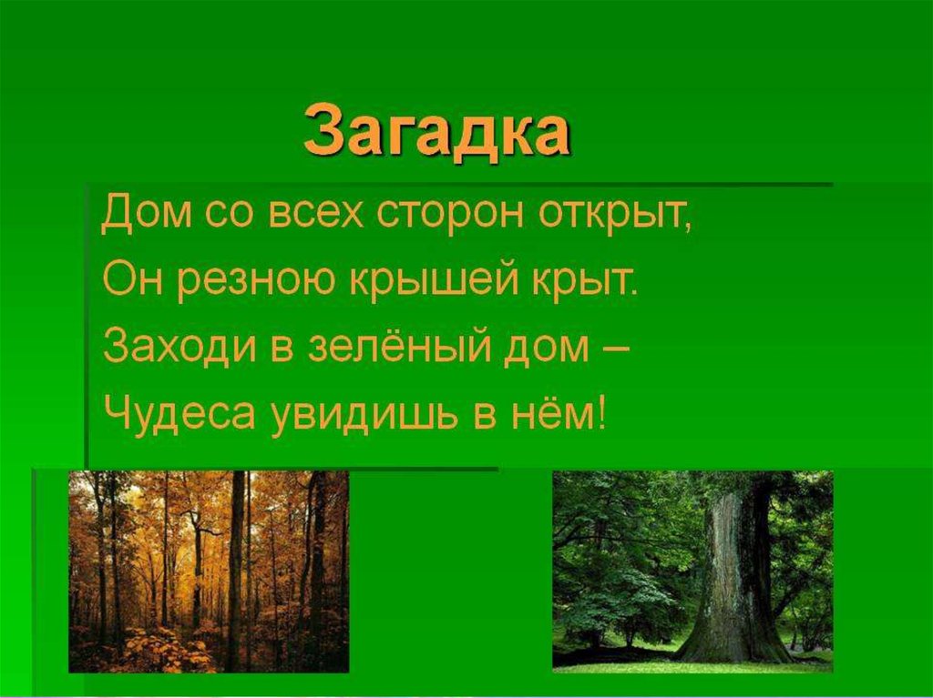 Презентация о лесах
