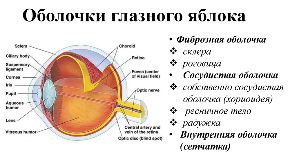 Перечислите оболочки глазного яблока и их функции