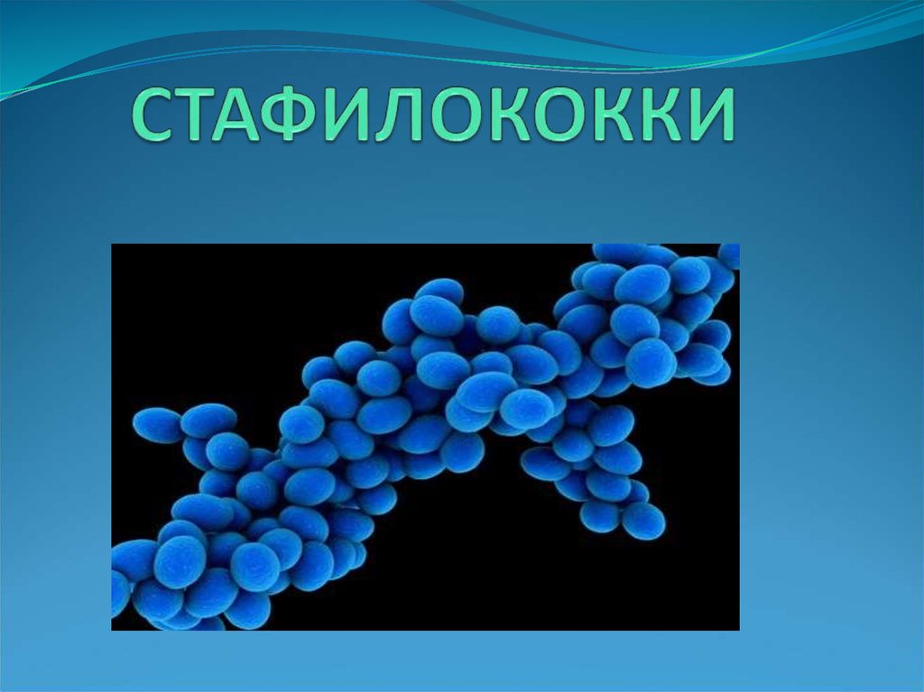 Staphylococcus aureus 5. Стафилококки и стрептококки. Бактерии стафилококки. Стафилококки микробиология.
