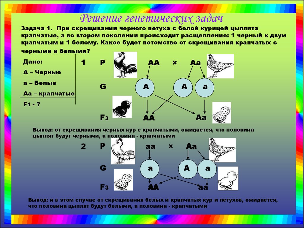 Скрестили белого. Схема решения задач на генетику. Генетические задачи. Генетика моногибридное скрещивание. Решение генетических задач.