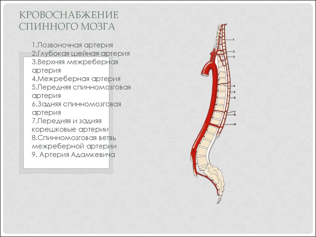 Спинальный кровообращение. Кровоснабжение спинного мозга схема. Источники кровоснабжения спинного мозга. Схема кровоснабжения головного и спинного мозга. Топография артерии Адамкевича.