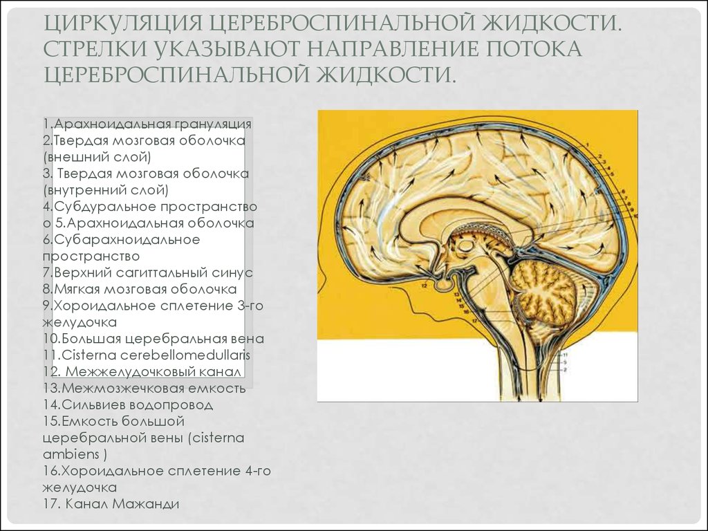 Циркуляция ликвора в головном мозге схема