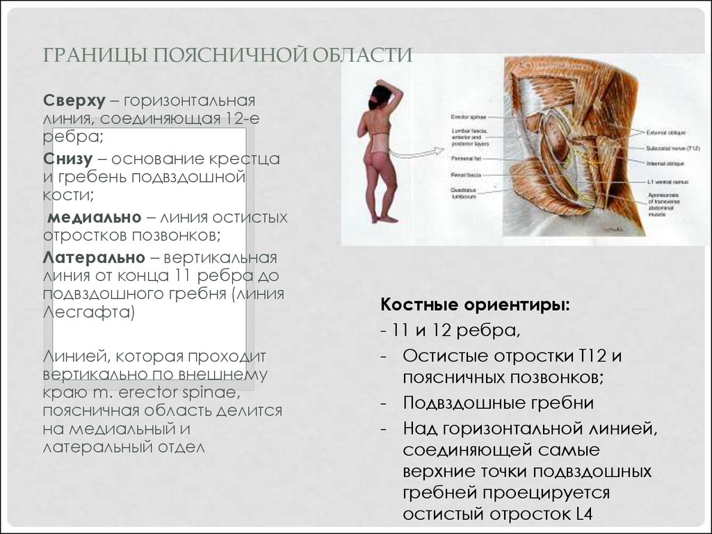 Поясничная область. Слои поясничной области топографическая анатомия. Отделы поясничной области топографическая анатомия. Слои латерального отдела поясничной области. Мышцы поясничной области топографическая анатомия.