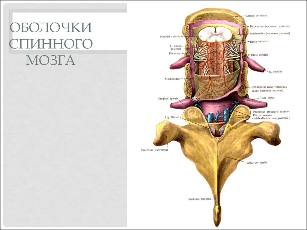 Оболочки спинного мозга анатомия рисунок