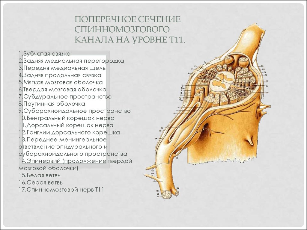 Спинномозговой канал обозначенный на рисунке цифрой впиши только цифру заполнен