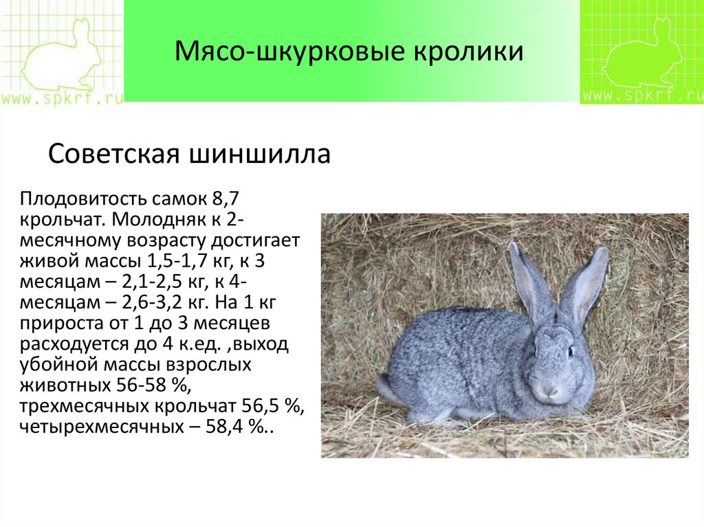Вес порода кроликов. Советская шиншилла кролик характеристика. Советская шиншилла кролик размер. Шиншилла кролик характеристика. Таблица веса кроликов Советской шиншиллы.