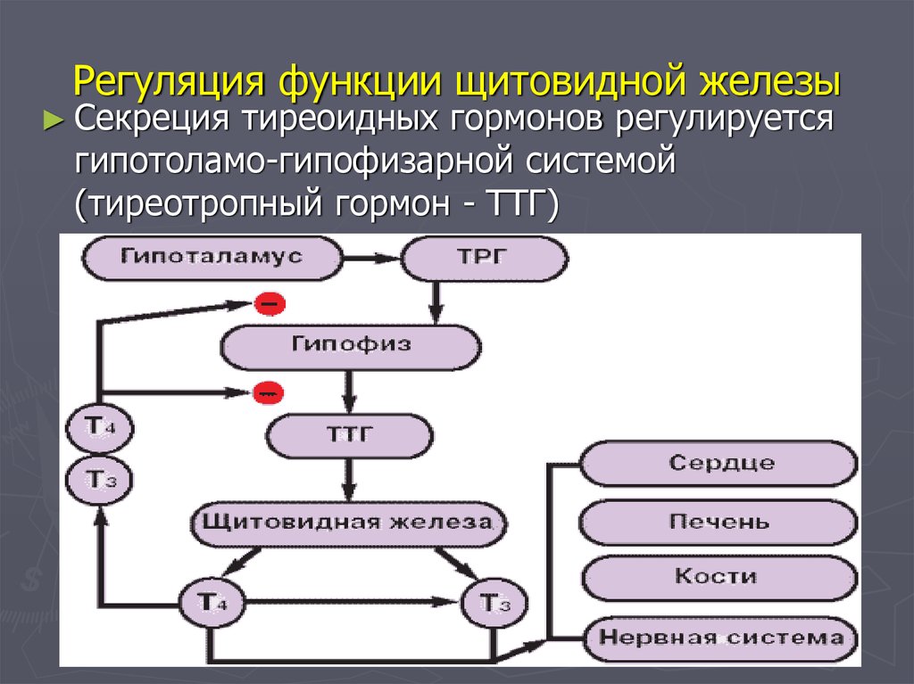 Схема выработки гормонов