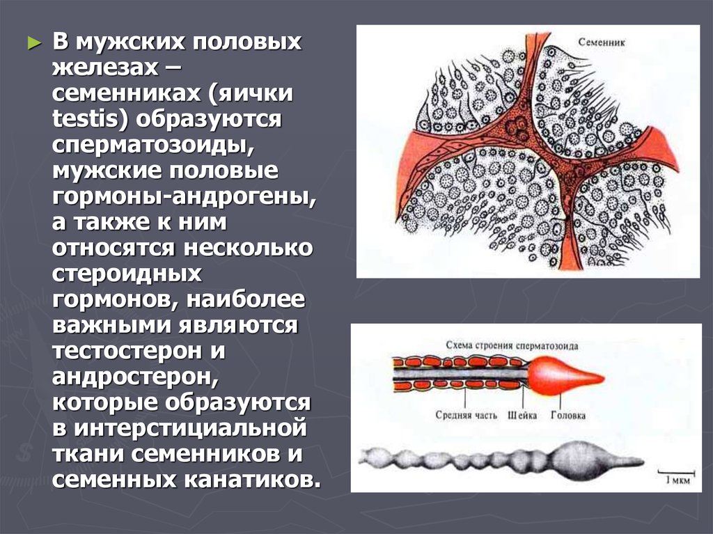 Почему половые железы