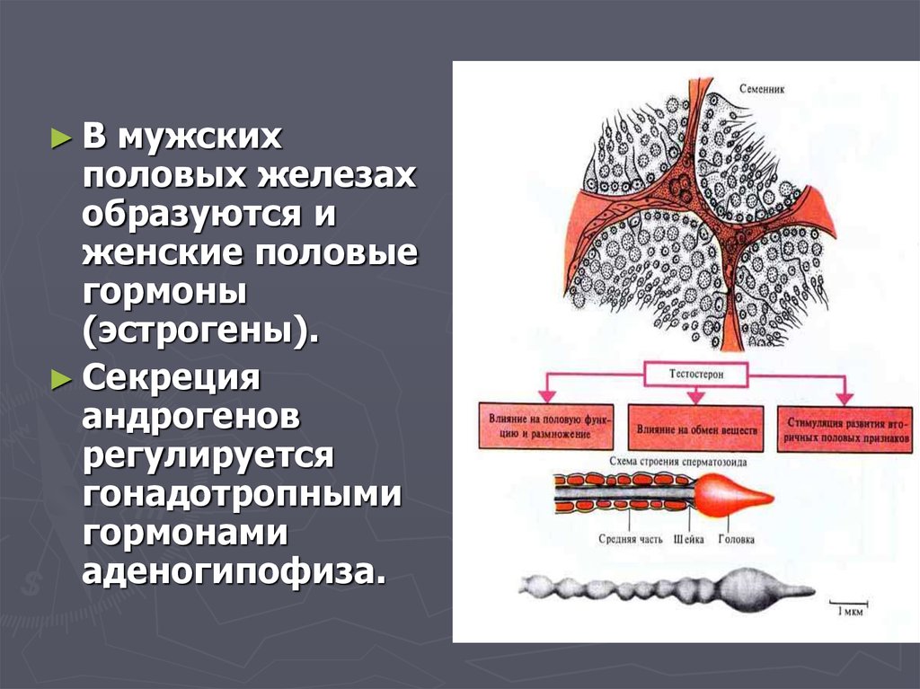 Вещества образуются в железах внутренней секреции