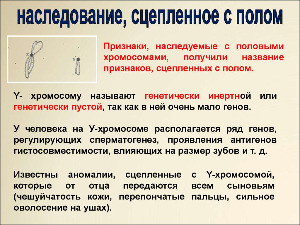 Положения хромосомной теории. Сцепленное наследование признаков генетика пола. Наследование сцепленное с половой хромосомой. Как понять что наследование сцепленное с полом. Наследование признаков сцепленных с полом на y хромосоме.