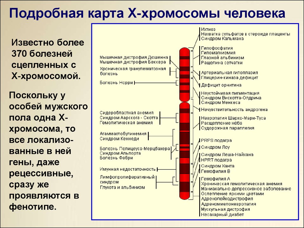 В хромосомах записаны гены. Генетическая карта хромосом человека. Подробная карта х-хромосомы человека. Локализация генов в хромосомах человека.