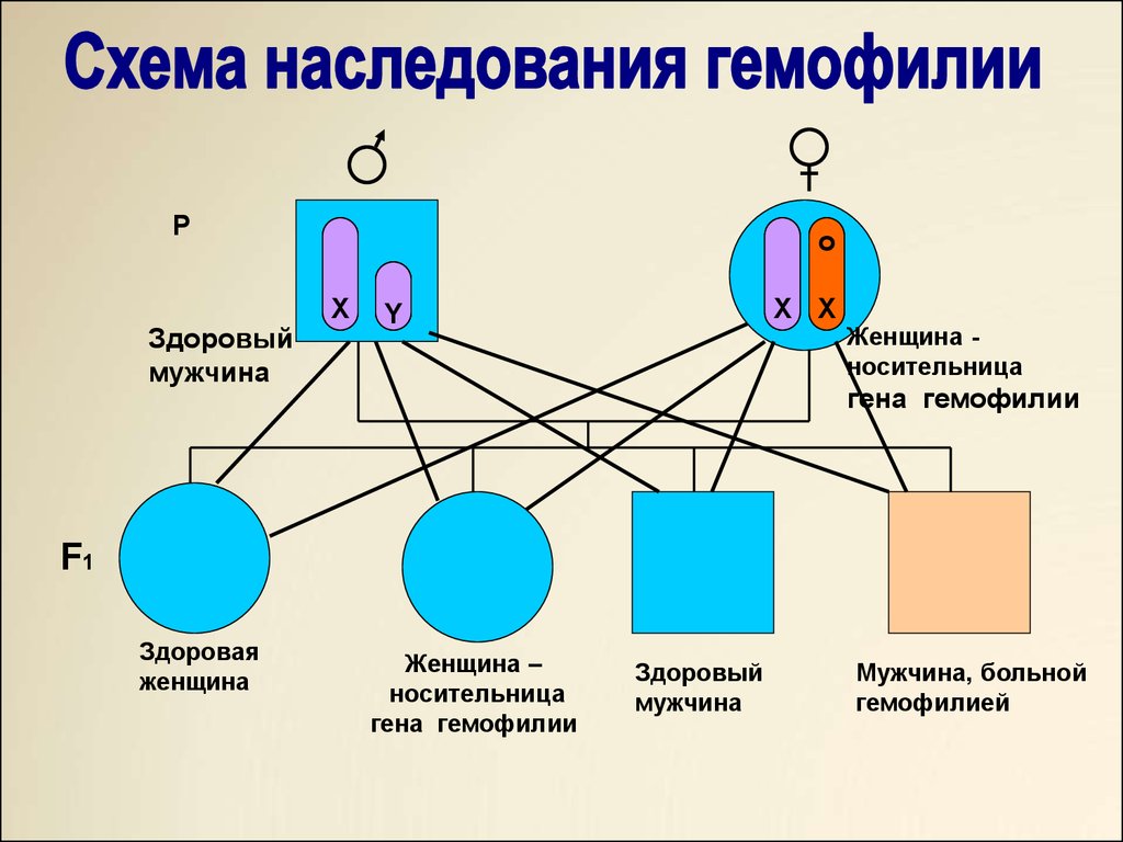 Генетика пола схема