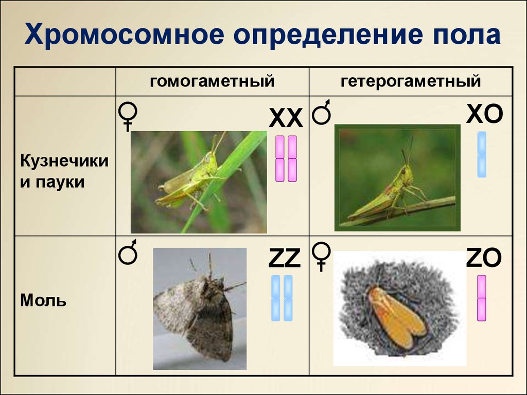 Хромосомное определение пола презентация 10 класс