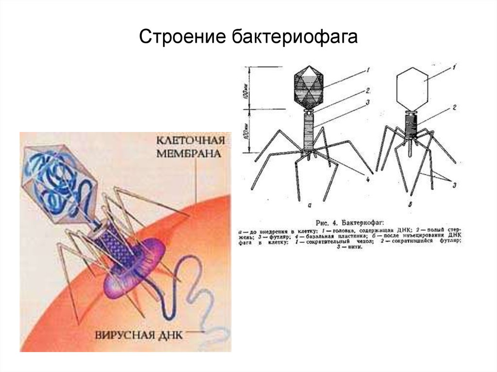 Наследственный аппарат бактериофага. Строение вируса бактериофага. Бактериофаг строение и функции. Бактериофаги клеточное строение. Бактериофаг строение мембрана.