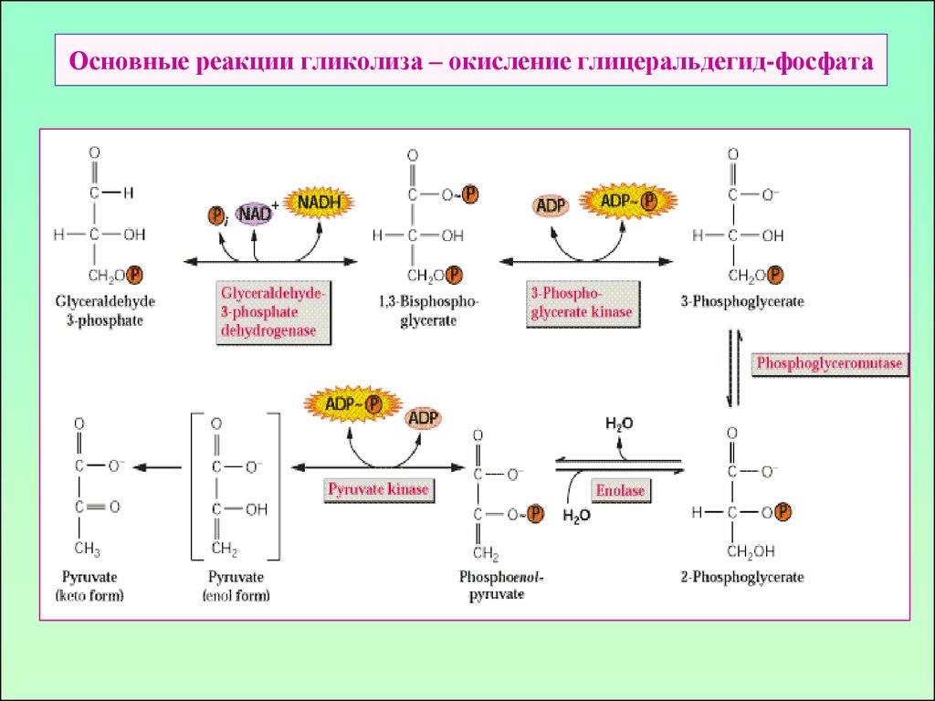 Гликолиз последовательность реакций. Гликолиз этапы реакции. Схема гликолиза биохимия. Окислительная реакция гликолиза. Общая схема гликолиза.