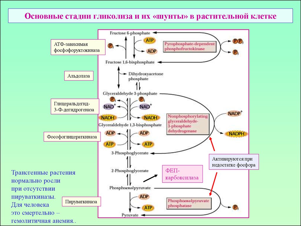 Атф растительной клетки. Окислительная стадия гликолиза. Основной этап гликолиза. Гликолиз у растений схема.