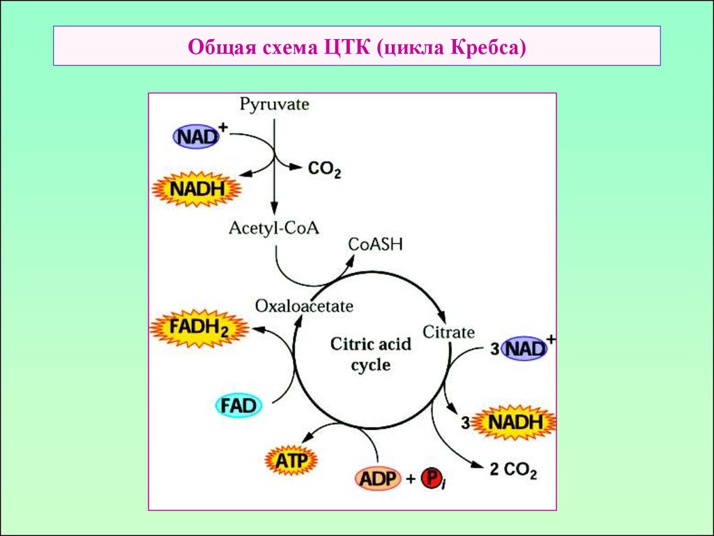 Синтез атф цикл кребса. Цикл трикарбоновых кислот схема. Цикл Кребса этапы биохимия. Общая схема цикла Кребса. Ацетил КОА цикл Кребса.