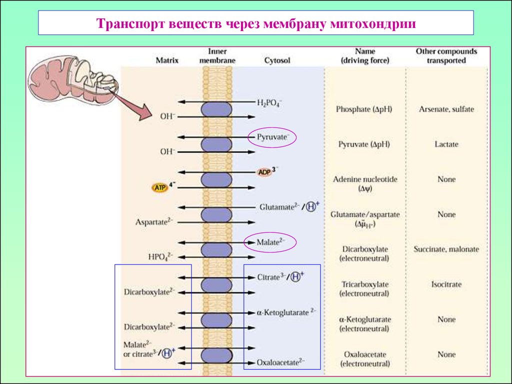 Транспорт веществ через. Транспорт веществ через мембрану митохондрий. Транспорт веществ через мембрану таблица. Транспорт веществ через клеточную мембрану таблица. Транспорт веществ в растительной клетке.