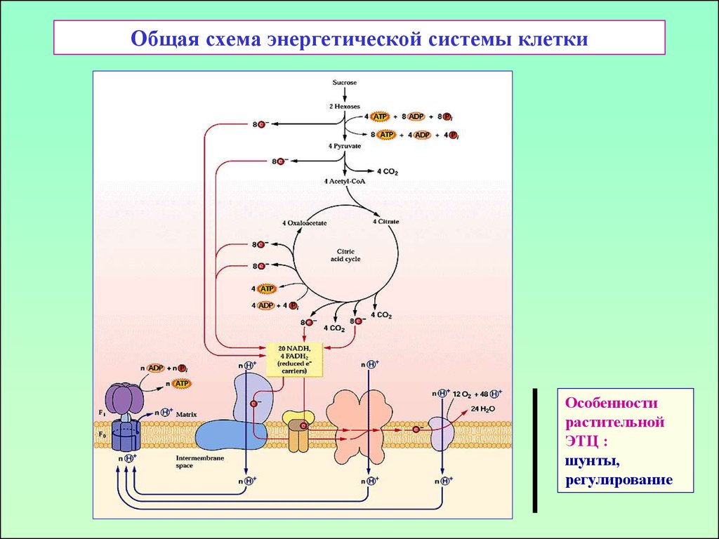 Раз общая. Схема энергетической системы. Энергия для клетки схема. Альтернативные пути дыхания у растений. Общая схема энергетики животных.