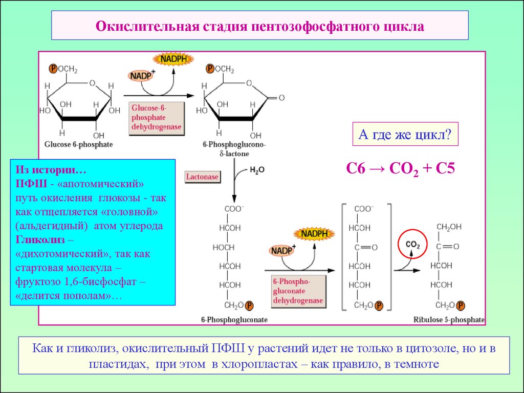 Схема пентозофосфатного цикла