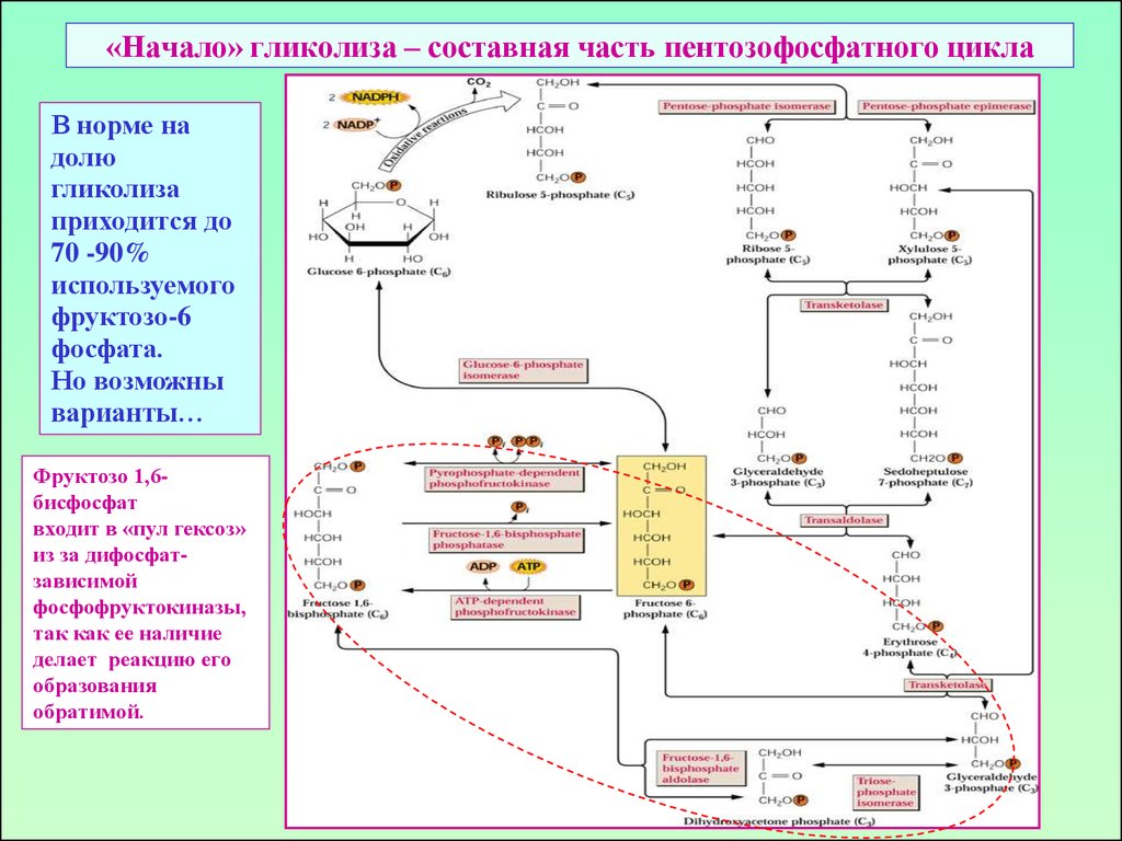 Схема пентозофосфатного цикла