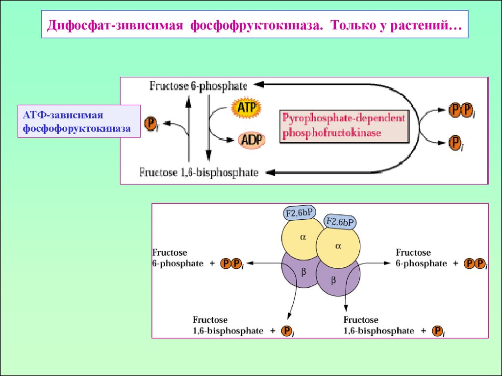 Атф растительной клетки. Фосфофруктокиназа катализирует реакцию. Регуляция фосфофруктокиназы. Фосфофруктокиназа 1 и 2. Фосфофруктокиназа ингибируется.