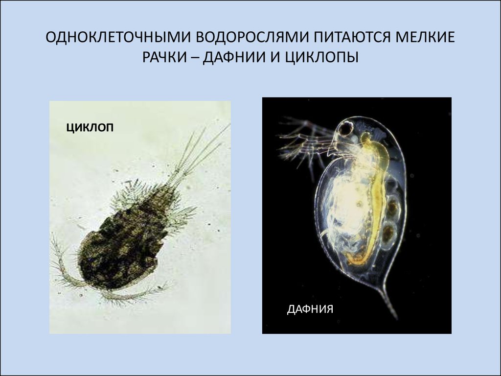 Одноклеточные водоросли дафнии. Рачки дафнии и циклопы. Ракообразные дафния и Циклоп. Ракообразные низшие дафнии и циклопы. Мелкие рачки дафния Циклоп.